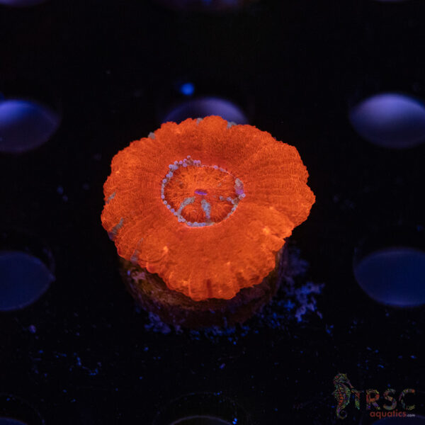 Asian Rainbow Acan C07
