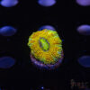 Asian Rainbow Acan C08