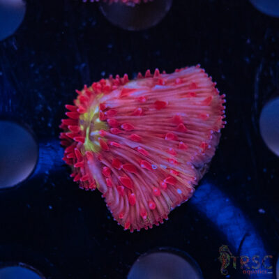 Glow Bug Diaseris Fungia Plate D01