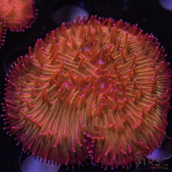 Rainbow Diaseris Fungia Plate D02
