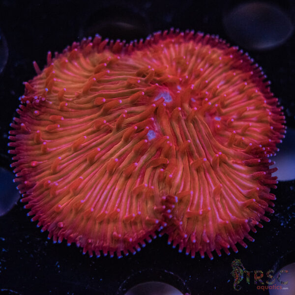 Rainbow Diaseris Fungia Plate D03