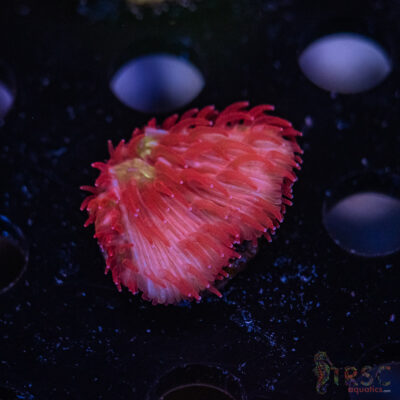 Glow Bug Diaseris Fungia Plate D04