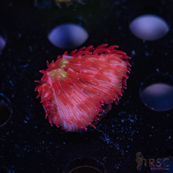Glow Bug Diaseris Fungia Plate D04