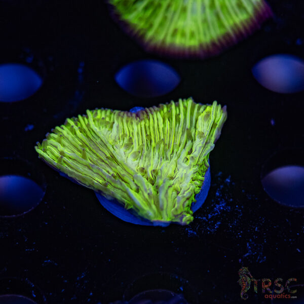 Green Diaseris Fungia Plate D06