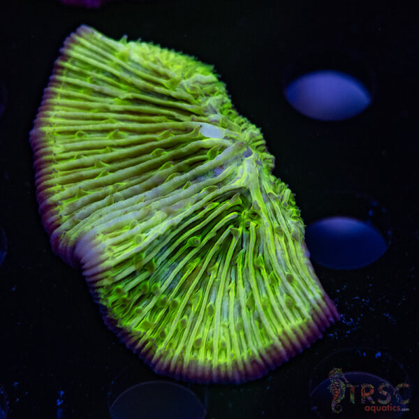 Green Diaseris Fungia Plate D07