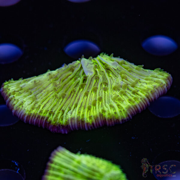 Green Diaseris Fungia Plate D08