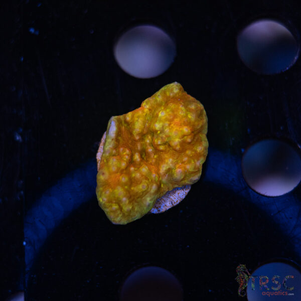 TR Orange Marmalade E01