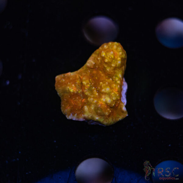 TR Orange Marmalade E03