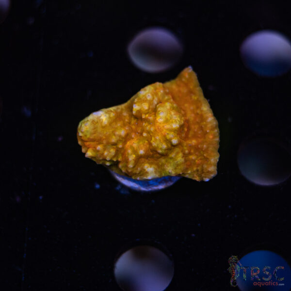 TR Orange Marmalade E04