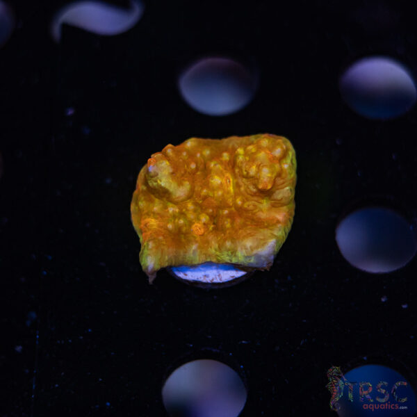 TR Orange Marmalade E05