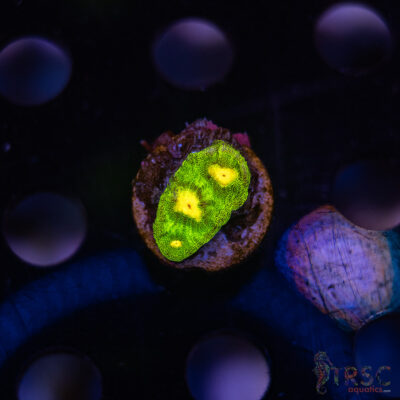 LIVE CORALS FOR SALE LPS, SPS, SOFTIES & DRY GOODS 31 TR Raja Rampage Chalice F02