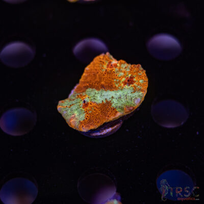 TR Orange Paintbrush Chalice F07