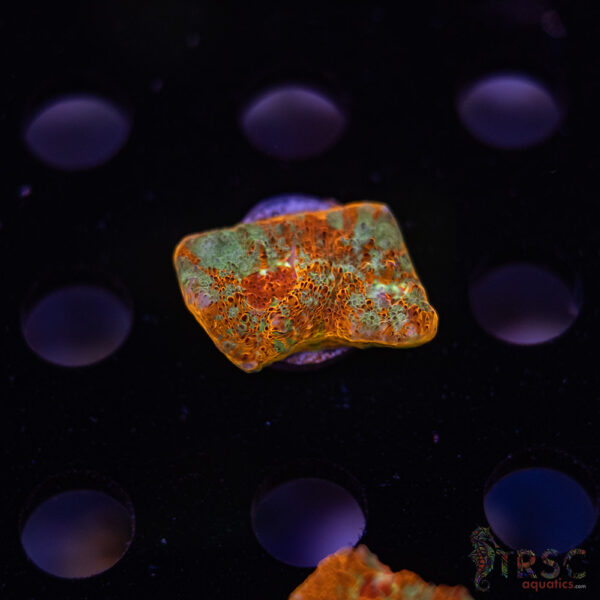 TR Orange Paintbrush Chalice F08
