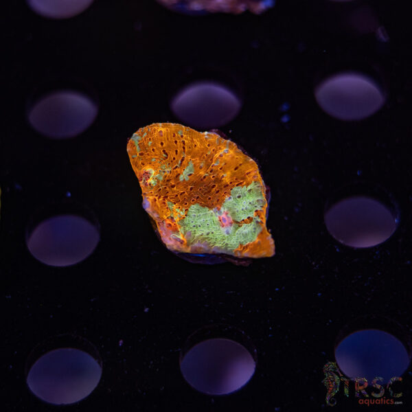 TR Orange Paintbrush Chalice F09