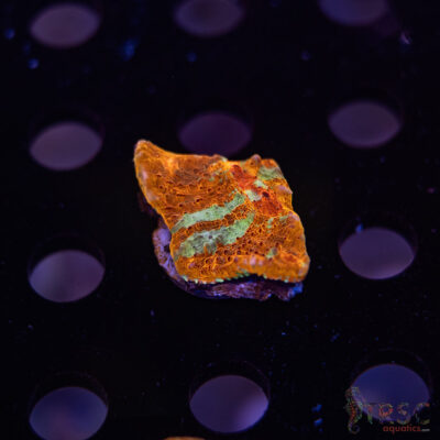 TR Orange Paintbrush Chalice F10
