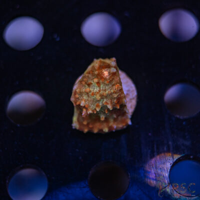 TR Tabasco Chalice G02