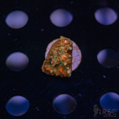 TR Tabasco Chalice G03