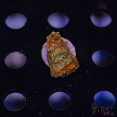 TR Tabasco Chalice G04