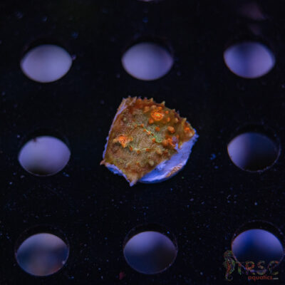 TR Tabasco Chalice G05