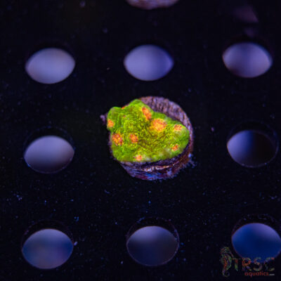 TR 3G Mummy Eye Chalice G06