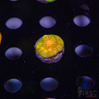 TR 3G Mummy Eye Chalice G07