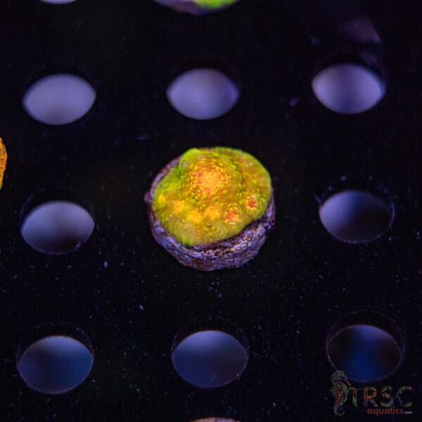 TR 3G Mummy Eye Chalice G07