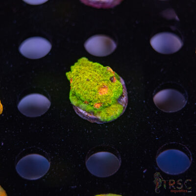 TR 3G Mummy Eye Chalice G08