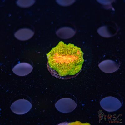 TR 3G Mummy Eye Chalice G10