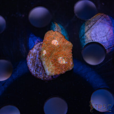 Wicked Strawberry Chalice H01