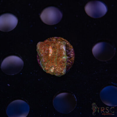 Wicked Strawberry Chalice H03