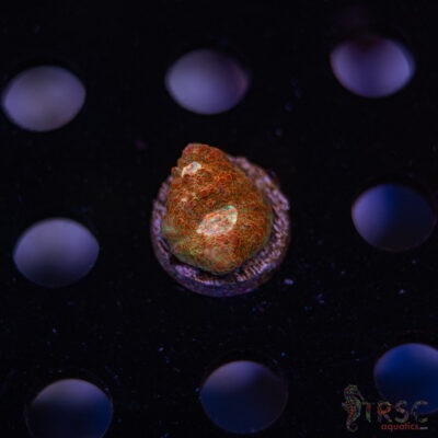 Wicked Strawberry Chalice H04