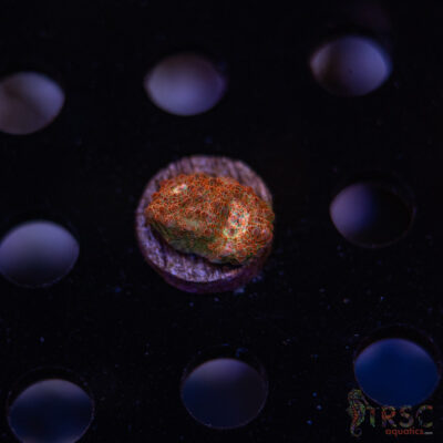 Wicked Strawberry Chalice H05