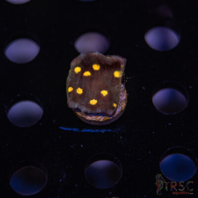 Golden Eye Eye Chalice H07