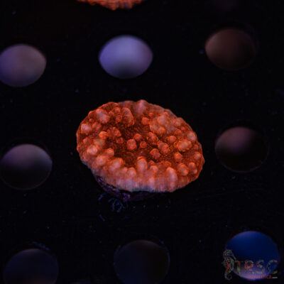 LIVE CORALS FOR SALE LPS, SPS, SOFTIES & DRY GOODS 28 Red Robin Chalice I03