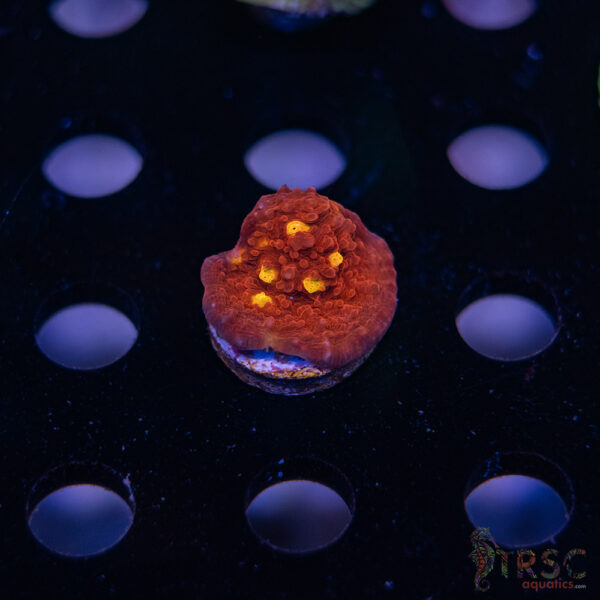 Orange Eye Chalice I09