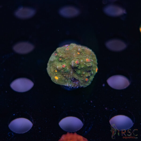 Rainbow Eye Chalice I10