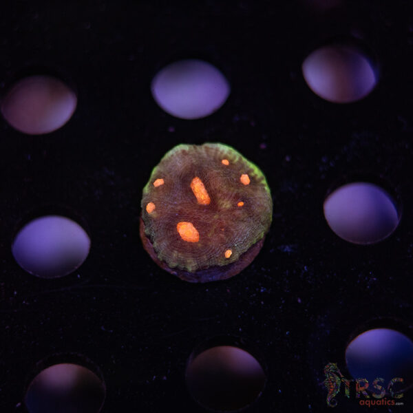 Vesuvius Volcano Chalice J04