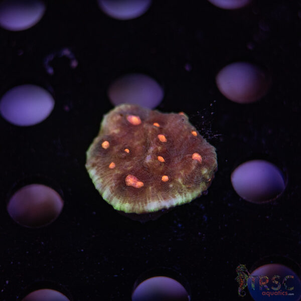 Vesuvius Volcano Chalice J05