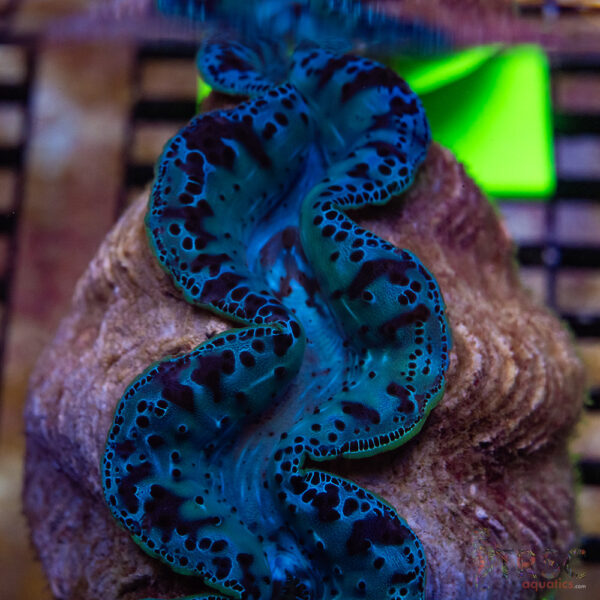 Tahitian Maxima Clam 5-6" A01