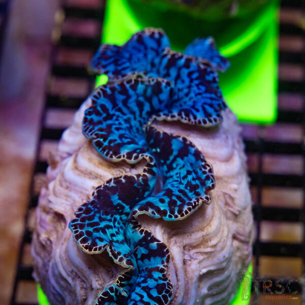 Tahitian Maxima Clam 5-6" A02