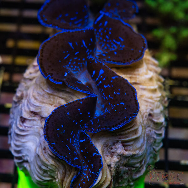 Tahitian Maxima Clam 5-6" A03