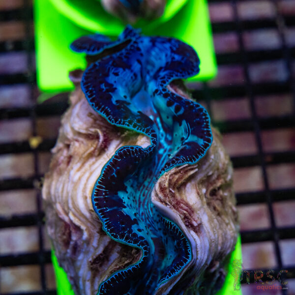 Tahitian Maxima Clam 5-6" A04