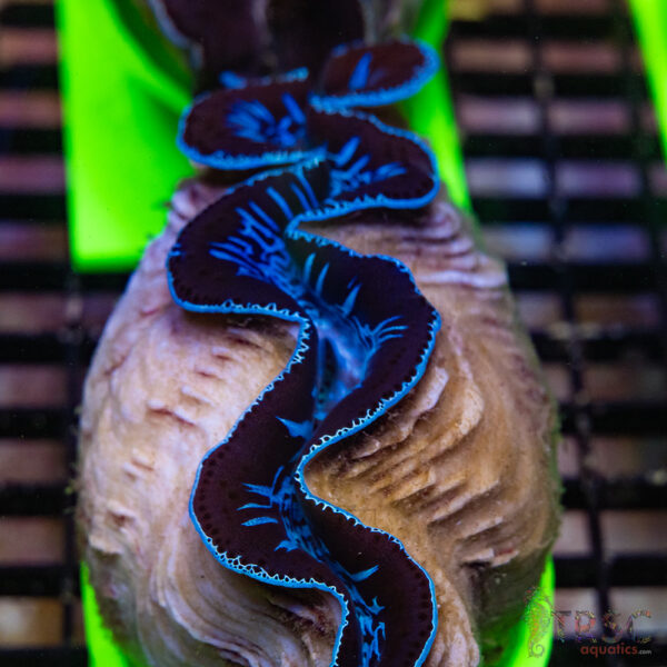 Tahitian Maxima Clam 5-6" A05