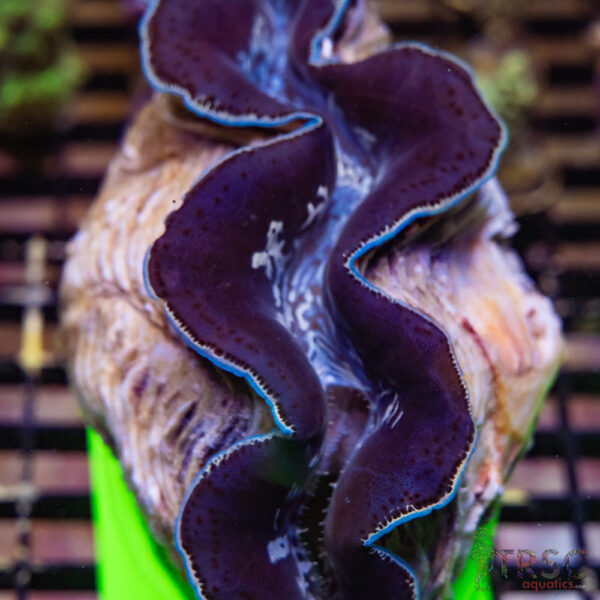 Tahitian Maxima Clam 5-6" A06