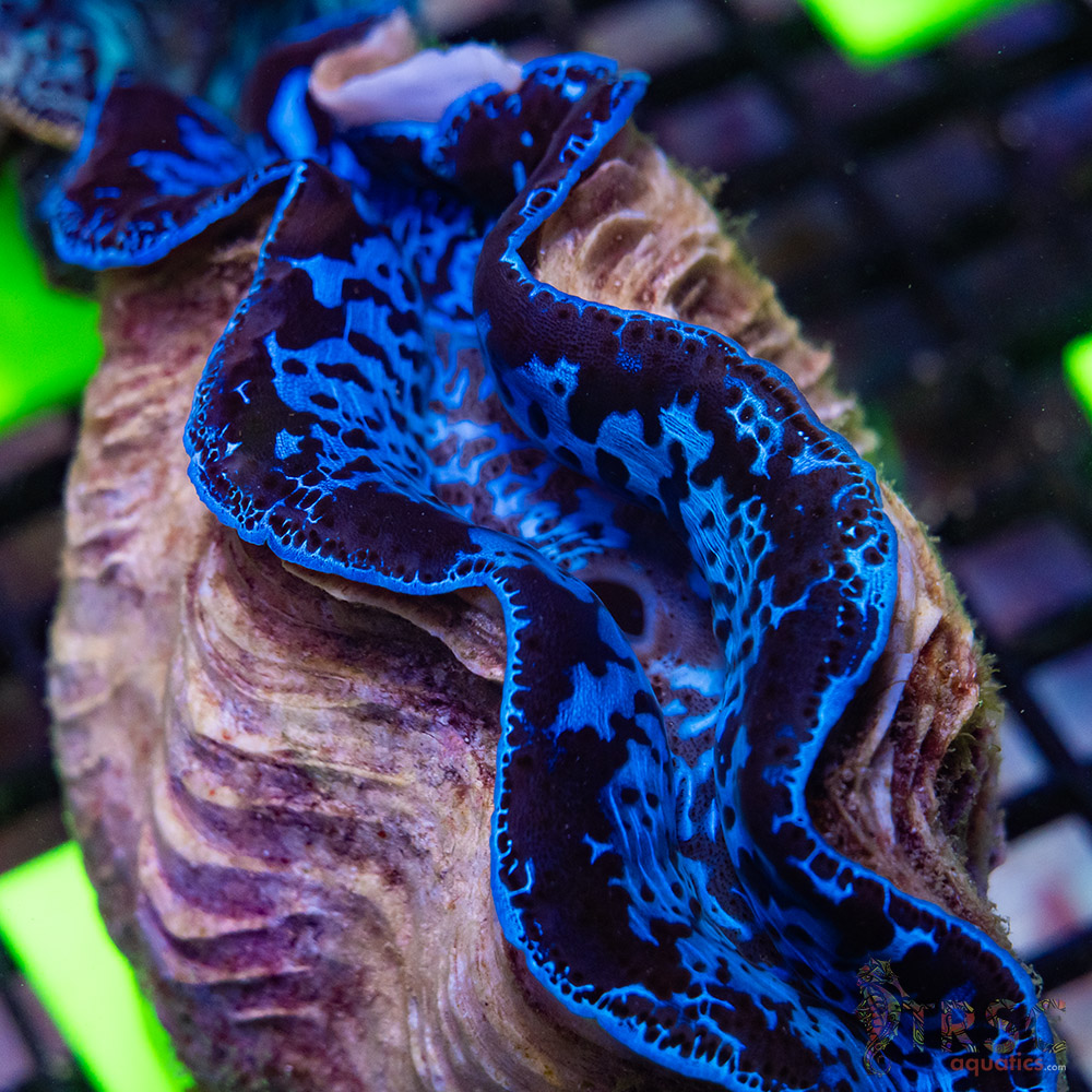 TRSC 09152025 CLAM A07
