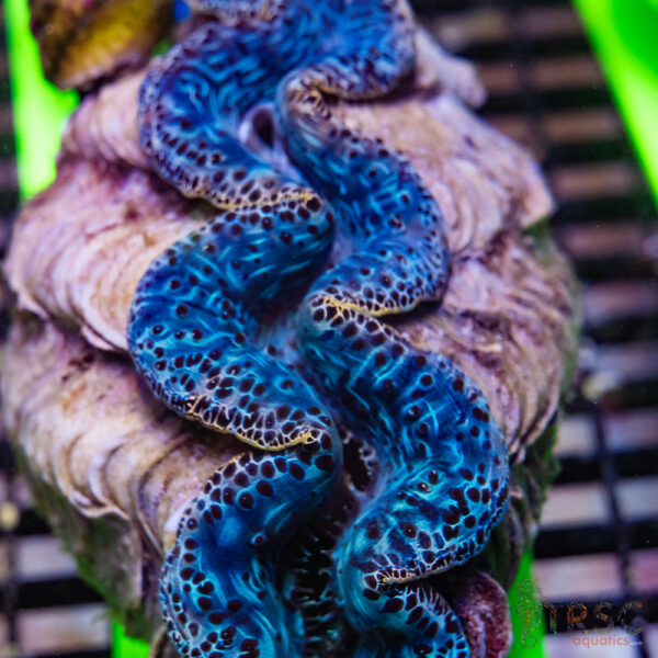 Tahitian Maxima Clam 5-6" A08