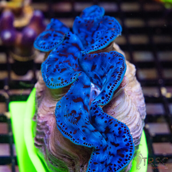 Tahitian Maxima Clam 5-6" A09