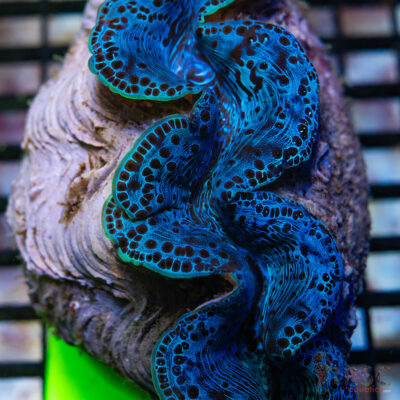 Tahitian Maxima Clams 5-6" A10