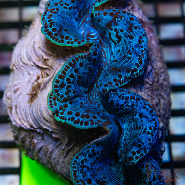 Tahitian Maxima Clam 5-6" A10