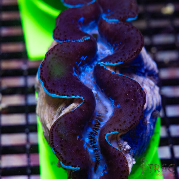 Tahitian Maxima Clam 5-6" A11